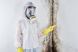 Reliable Ramsey, NJ Mold Removal & Remediation Solutions